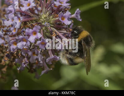 Arbeitnehmer buff-tailed Bumble-bee, Bombus terrestris Fütterung auf sommerflieder Blumen. Stockfoto