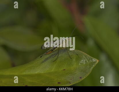 Weibliche Scorpionfly, Panorpa germanica auf Blatt abgerechnet. Stockfoto