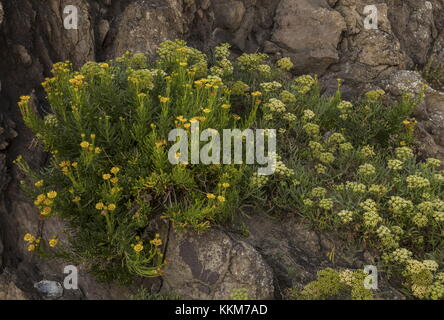 Golden Queller, Inula crithmoides, mit Rock Queller, in der Blume auf der felsigen Küste, Anglesey. Stockfoto