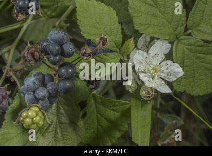 Brombeere, Rubus caesius mit reifem Obst, Ende Sommer. Stockfoto