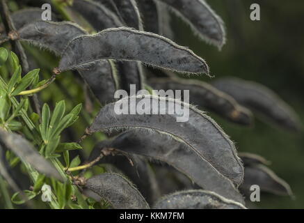 Reifen Samenkapseln von gemeinsamen Besen, Cytisus scoparius im frühen Herbst. Stockfoto