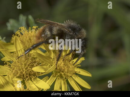 Red-tailed bumblebee Arbeiter, Bombus lapidarius, ragwort Blüten im Spätsommer. Stockfoto