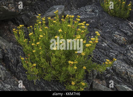 Golden Samphire, Inula crithmoides, in voller Blüte auf den Felsen der Küste, Anglesey. Stockfoto