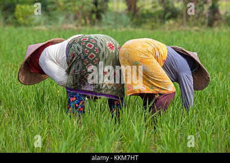 Zwei indonesische weibliche Arbeiter mit traditionellen konischen Hüte/capings Arbeiten in den Reisfeldern auf der Insel Lombok, Indonesien Stockfoto