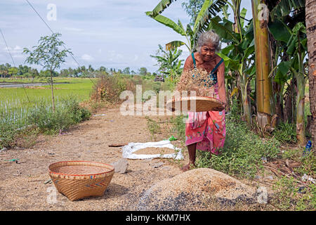 Ältere indonesische Frau Sichten/worfeln Reis Saatgut nach der Ernte am Reis Feld auf der Insel Lombok, Indonesien Stockfoto