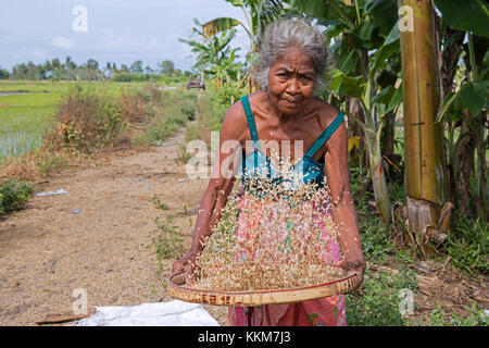 Ältere indonesische Frau Sichten/worfeln Reis Saatgut nach der Ernte am Reis Feld auf der Insel Lombok, Indonesien Stockfoto