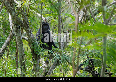 Javan lutung/javan Langur (trachypithecus auratus) im Baum im tropischen Regenwald an den Hängen des rinjani Vulkan, Insel Lombok, Indonesien Stockfoto