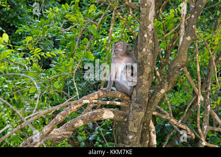 Krabbe - Essen macaque/balinesischen Long-tailed Makaken (Macaca fascicularis) Weibchen mit Jungen im Baum auf der Insel Lombok, Indonesien Stockfoto