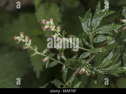 Beifuß,, rtemisia vulgaris, Blume, Ende Sommer. Stockfoto