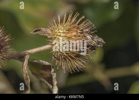 Die burs weniger Klette Arctium minus, im Herbst. Stockfoto