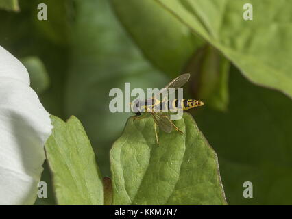 Lange Hoverfly, Sphaerophoria scripta auf Bindweed, Norfolk. Stockfoto