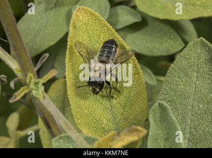 Das Blatt - Cutter Bee, Megachile centuncularis, auf Salbei Blatt, Norfolk. Stockfoto