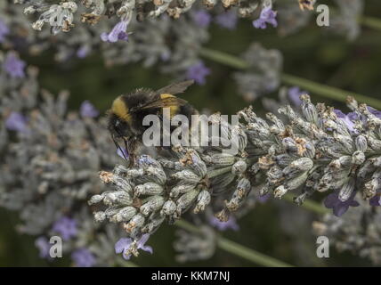 Arbeitnehmer buff-tailed Bumble-bee, Bombus terrestris Fütterung auf Lavendel. Stockfoto