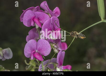 Die Leaf-Cutter Bee, Megachile centuncularis, ist im Flug und besucht die breitblättrige Everlasting Pea. Norfolk. Stockfoto