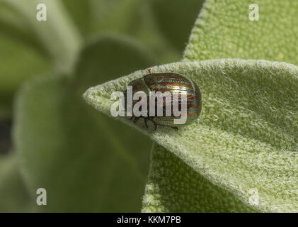 Rosmarinkäfer, Chrysolina americana, auf Salbeiblatt, Norfolk-Garten. Stockfoto