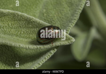 Rosmarinkäfer, Chrysolina americana, auf Salbeiblatt, Norfolk-Garten. Stockfoto