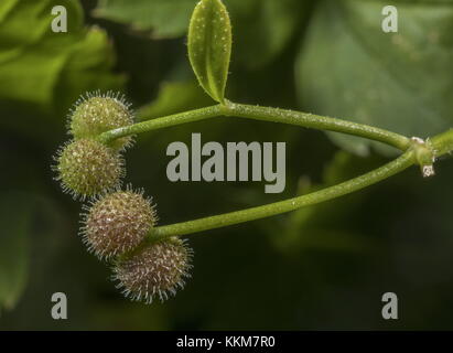 Die klebrigen Früchte von Cleaver oder Gänsegras, Galium Aparine. Stockfoto