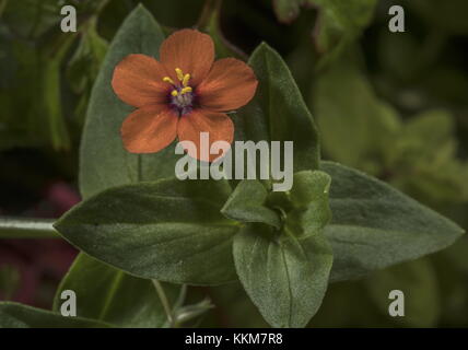 Scharlachrote Pimpernel, Anagallis arvensis, wächst als jährliches Gartengras. Norfolk. Stockfoto