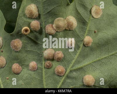 Spangle Gall, neuroterus cynipid quercusbaccarum, von einer Wespe verursacht, auf Eichenlaub, mit einem Seide taste Gall. Stockfoto