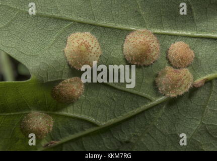 Spangle Gall, Neuroterus quercusbaccarum, verursacht durch eine Cynipidwespe, auf Eichenblatt. Stockfoto