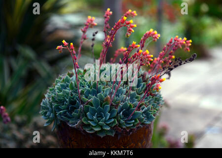 Echeveria, saftig, Sukkulenten, Blume, Blüte, Spike, Spikes, fleischigen Blättern, Rosetten, Clustering, Pflanze, alpine, alpines, RM Floral Stockfoto