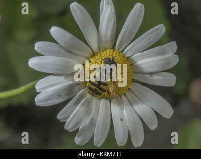 Eine schwebfliege, Myathropa florea, die sich von Ochsenaugen Gänseblümchen ernährt, Garten. Stockfoto