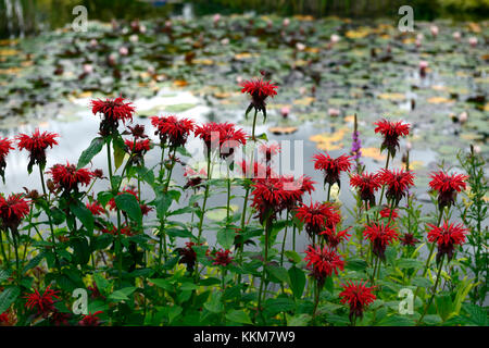 Monarda Feuerball Bergamotte rote Blume Garten Pflanze winterharte