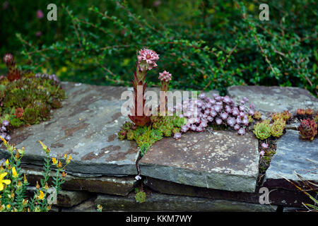 knstliche pflanzen mit led beleuchtung Knstliche Orchideen mit LED-Beleuchtung  33 cm groe, realistische  Kunstblumen  OsirisTradingUK