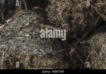 Gemeinsame groundhopper, tetrix undulata, auf feuchten Heide, Dorset. Stockfoto