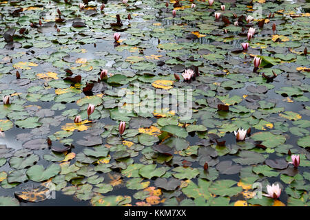 Seerose, Blume, Blumen, Nymphaea, weiß, Teich, Pool, See, RM Floral Stockfoto