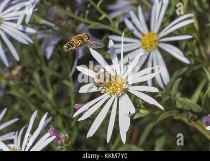 Gemeinsame Drohne fliegen, eristalis Tenax - Balz, mit männlichen schwebt über weibliche auf Aster. Stockfoto