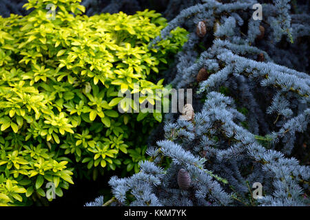 Pinus, Miniatur, blau Kiefer, Nadelbaum, Nadelbäume, Zwerg, Baum, choisya ternata Sundance, mexikanische Orangenblüte, Gelb, Gold, golden, Laub, Blätter, Sträucher, evergr Stockfoto