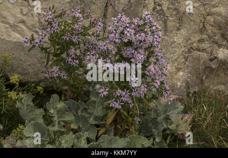 Sea Aster, Aster tripolium, in Blume auf Kalksteinklippen, Dorset. Stockfoto