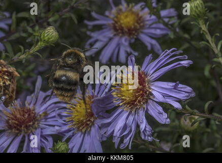 Frühe Hummel, Bombus pratorum - Königin im Herbst, Besuch Michaelmas Daisy. Stockfoto