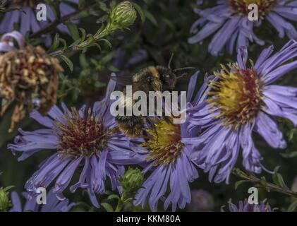 Frühe Hummel, Bombus pratorum - Königin im Herbst, Besuch Michaelmas Daisy. Stockfoto