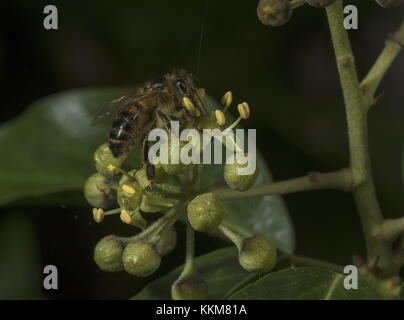 Honig-Biene Fütterung auf Efeu Blumen. Stockfoto
