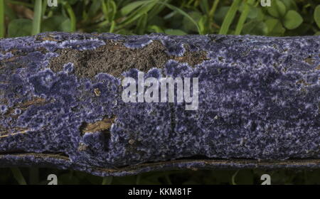 Kobaltkruste, Terana caerulea, auf dem Zweig der Pflaume, Dorset. Stockfoto