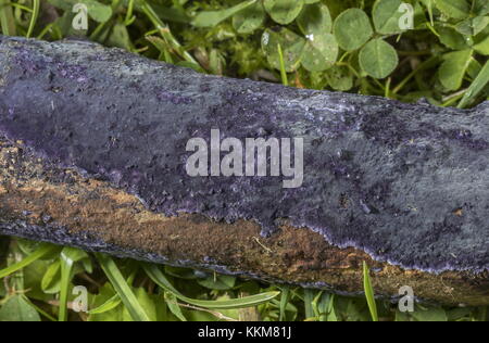 Kobaltkruste, Terana caerulea, auf dem Zweig der Pflaume, Dorset. Stockfoto