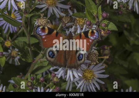 Pfau, Inachis io, Schmetterling auf Garten Michaelmas Gänseblümchen, Herbst. Stockfoto