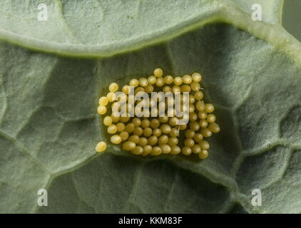 Eine Partie Eier von großen Weißen, Pieris brassicae, auf der Unterseite des Kohlblattes. Stockfoto