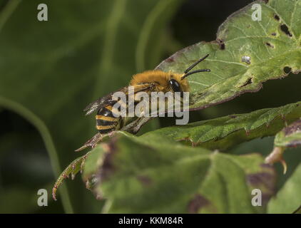 Ivy-Biene, Colletes hederae, Weibchen auf Brombeerblatt in der Hecke, Dorset. Stockfoto