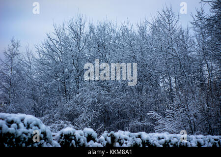 Winterlandschaft. kalter Morgen im Winter Stockfoto