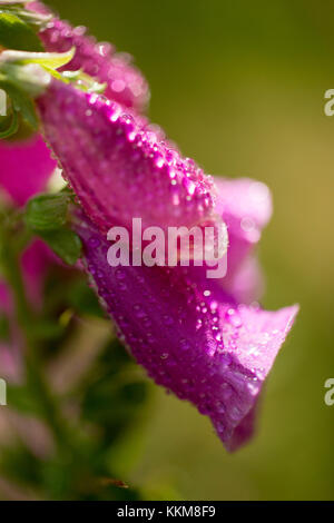 Purple Fingerhut, Nahaufnahme, Digitalis purpurea Stockfoto