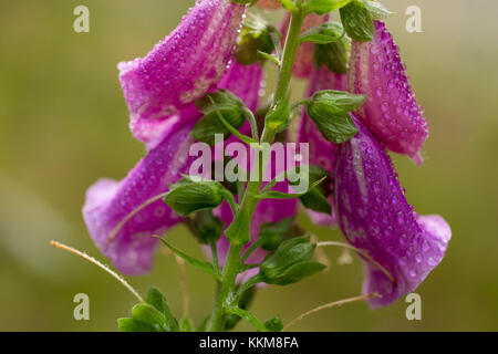 Purple Fingerhut, Nahaufnahme, Digitalis purpurea Stockfoto