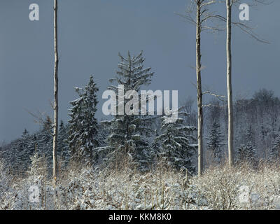 Winter Wald, am Harlachberg, Bodenmais, Niederbayern, Bayerischer Wald, Bayern, Deutschland, Stockfoto