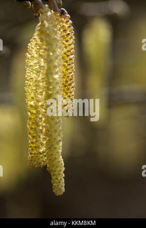 Palmkätzchen der gemeinsamen Haselnuss, Corylus avellana, close-up Stockfoto