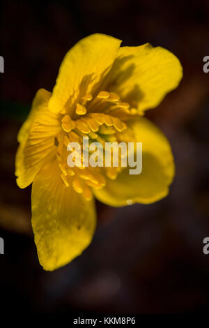 Marsh Ringelblumen, Nahaufnahme, Caltha palustris Stockfoto