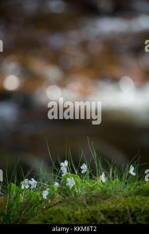 Buschwindröschen im Wald, Anemone officinalis Stockfoto