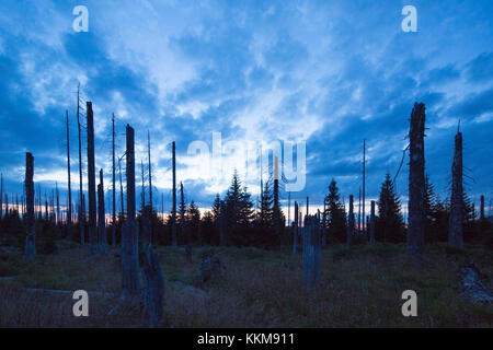 Toter Baum am Lusen bei Dämmerung, Bayerischer Wald, Bayern, Deutschland Stockfoto