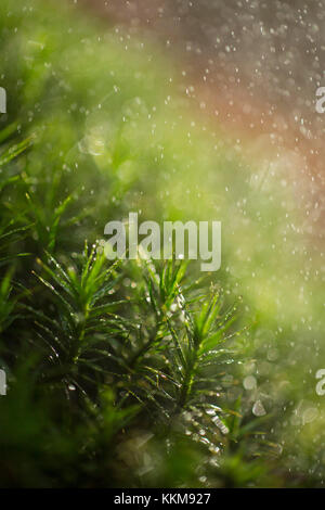 Moss im Regen an der Kleinen Kanzel, Bayerischer Wald, Bayern, Deutschland Stockfoto